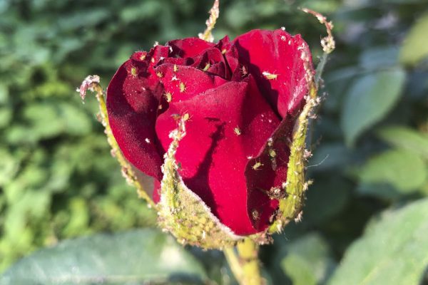 Розоводы делятся знанием, как безвозвратно убрать тлю с любимых цветов