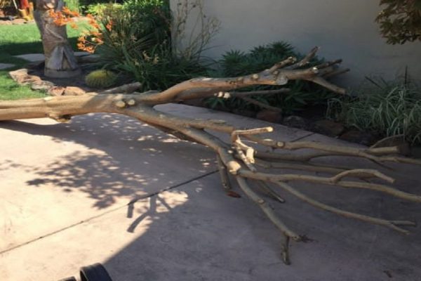 Она принесла домой эту корягу, чтобы соорудить очень полезную вещь!