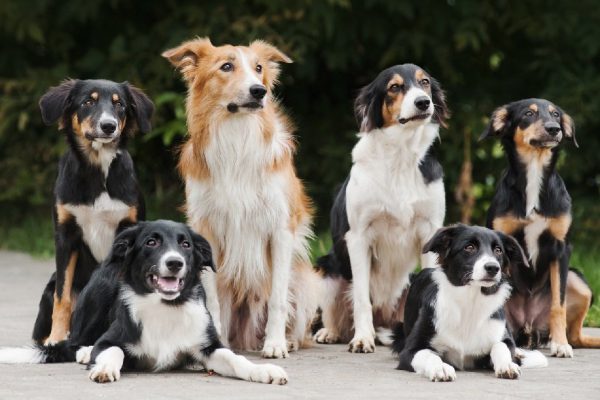 six dog border collie, family in summer