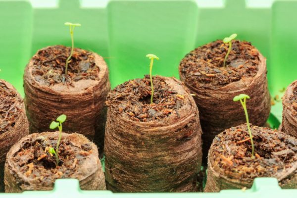 Seedlings thyme in peat pellets. Selective focus