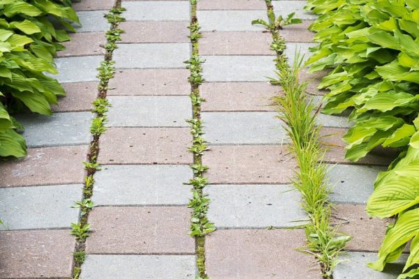 Больше не ползаю на четвереньках, чтобы вырвать траву между плитками, помогла обычная соль