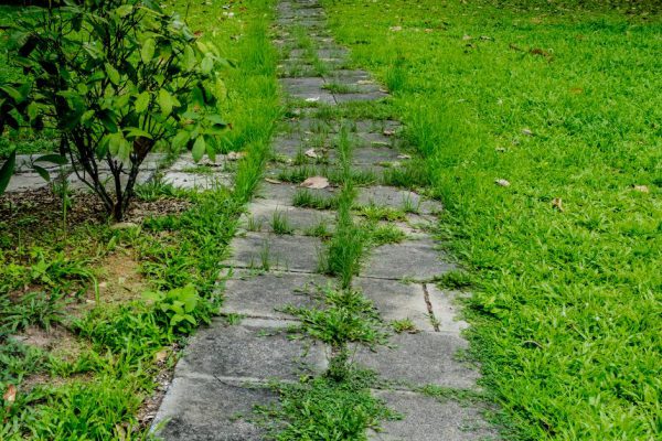 Старый агроном посоветовал заливать траву между плиткой кипятком, теперь поступаю только так