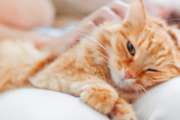Woman stroking cute ginger cat on her knees. Fluffy pet frowning of pleasure. Cozy morning at home.