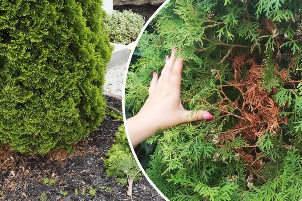 Что делать, если туя возле дома высохла и пожелтела