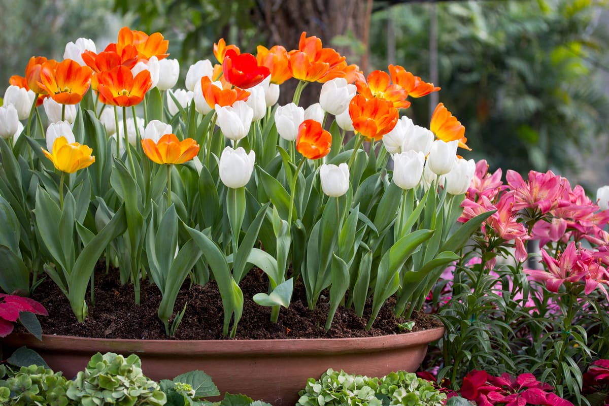 К 8 Марта выращиваю тюльпаны на подоконнике, соседка рассказала, как обустроить квартирный цветник Вдохновение,Советы,Дом,Красота,Садоводство,Тюльпаны,Цветоводство,Цветы,Эстетика