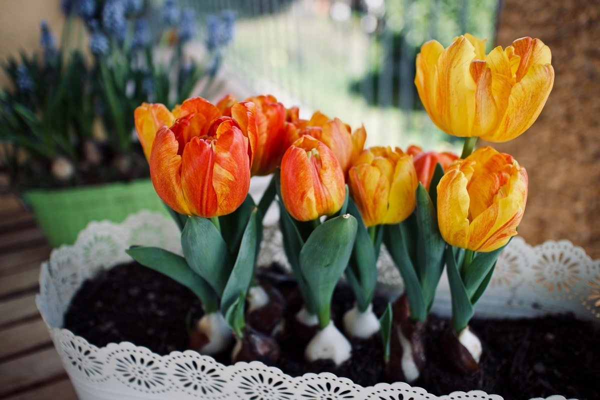 К 8 Марта выращиваю тюльпаны на подоконнике, соседка рассказала, как обустроить квартирный цветник Вдохновение,Советы,Дом,Красота,Садоводство,Тюльпаны,Цветоводство,Цветы,Эстетика