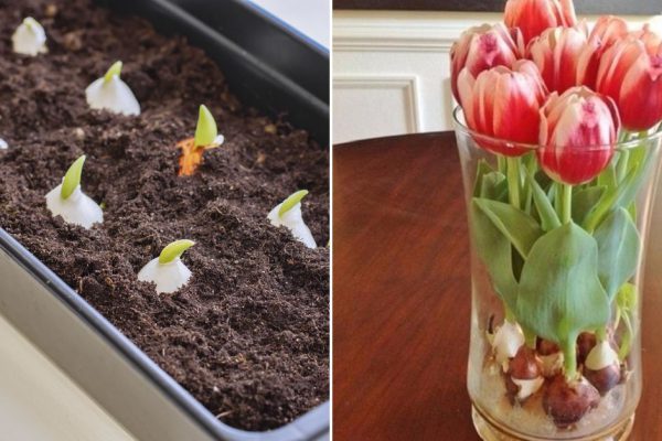 К 8 Марта выращиваю тюльпаны на подоконнике, соседка рассказала, как обустроить квартирный цветник