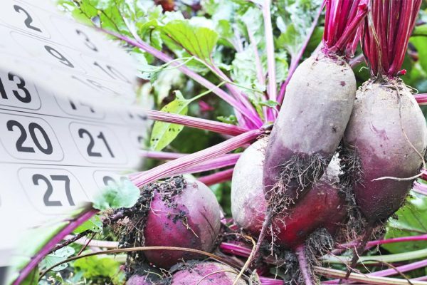 Как понять, что пришло время убирать свеклу