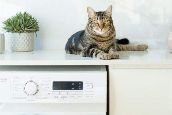 Стиральную машину на кухне устанавливают не колхозники, а хозяйки-хлопотушки, обсуждаем комфортную современную кухню