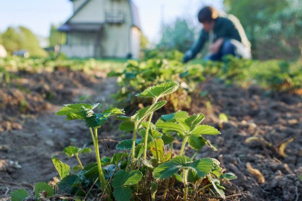 Чем подкормить клубнику сразу после таяния снега