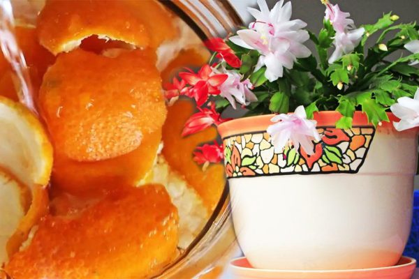 Цитрусовая поливка, после которой спатифиллум, бегония, герань и орхидея кайфуют