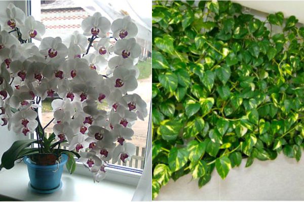 Бурное цветение и пышная листва обеспечены, если полить растения этой простой подкормкой!