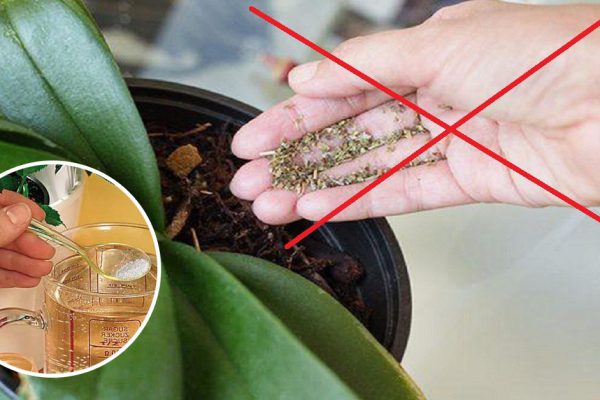 Мощный витаминный комплекс для орхидей! Через 10 дней дружно появились цветоносы у пяти фаленопсисов…