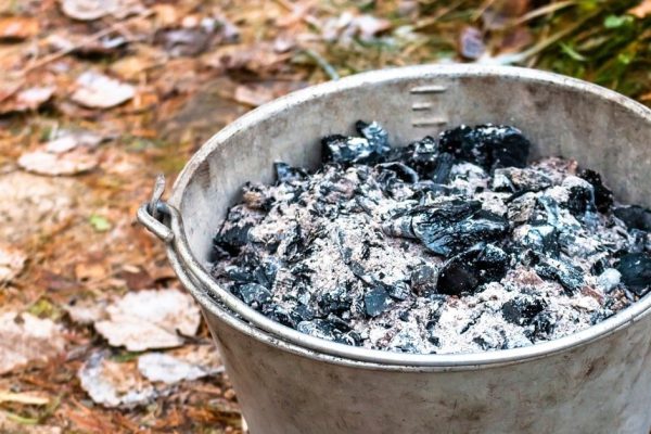 Зачем подкармливать клубнику золой во время цветения