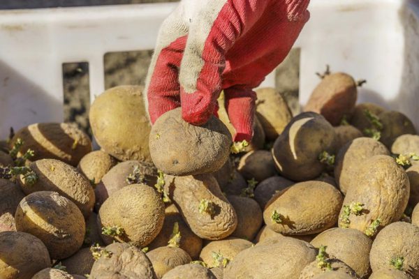 Старый дачник научил удобрять огород мелкой и вялой картошкой, делюсь результатом