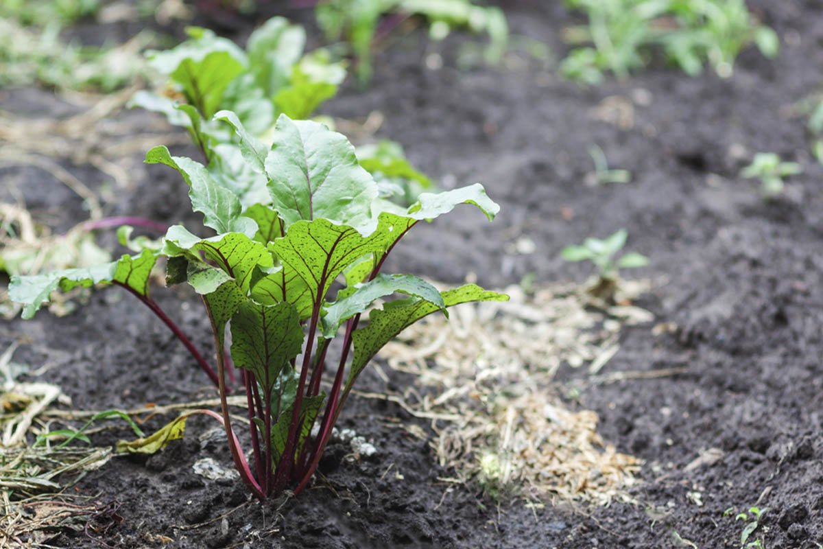 буряк растет