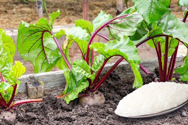 Опытный огородник рассказал, как с помощью соли добиться завидного урожая свеклы