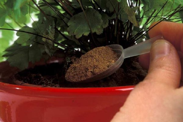 Эти лучшие домашние подкормки вернут жизнь даже сухому кусту! 1 ч. л. сразу…