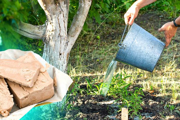 Расскажу, чем удобряю огород, чтобы снимать классный урожай без всяких отговорок