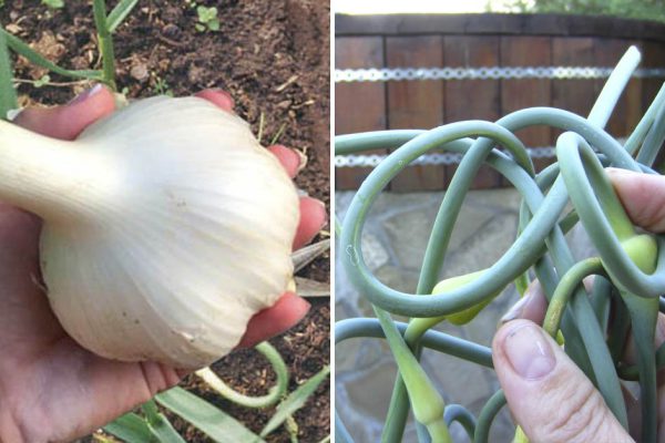 Дачница в июне поливает чеснок по особому графику для крупных головок, у нее свой чесночный бизнес