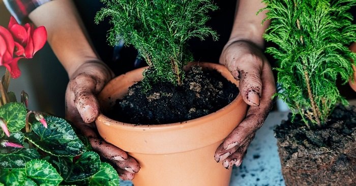 уход за вазонами