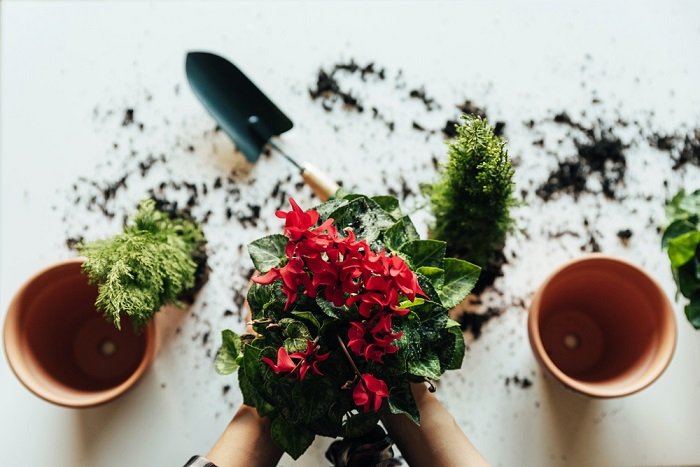 уход за вазоном азалия