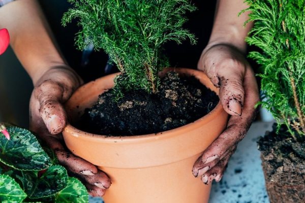 Чем подкормить растения летом