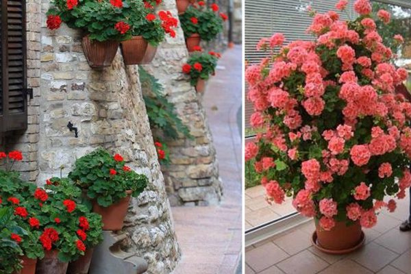 Как ухаживать за геранью