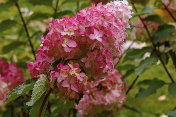 Подарили гортензию «сильвер доллар», готовлю кустарник к зиме, делюсь своим опытом