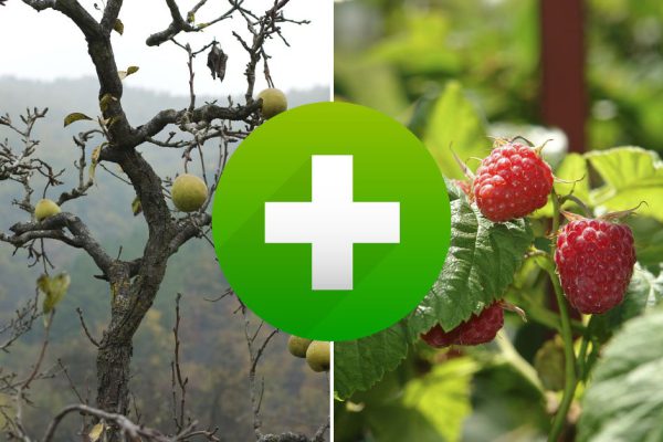 Чтобы груша щедро плодоносила, рядом высаживаю растения-компаньоны