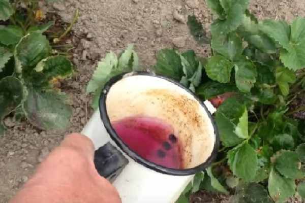 Как собирать по ведру клубники за раз с маленькой грядки