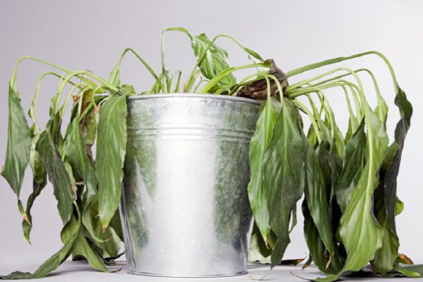 Всего 4 правила — и твои горшки с цветами никогда не будут выглядеть подобным образом!