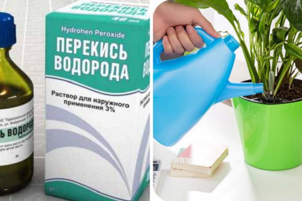 Фиалки цветут и пахнут даже зимой… А всё благодаря этому простому средству из аптечки!