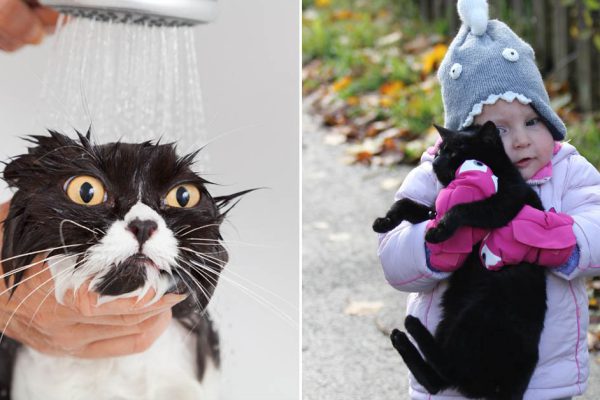 Почему взрослым котам нельзя давать молоко