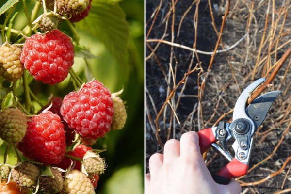 Надо ли срезать кусты малины, если все ягоды съедены