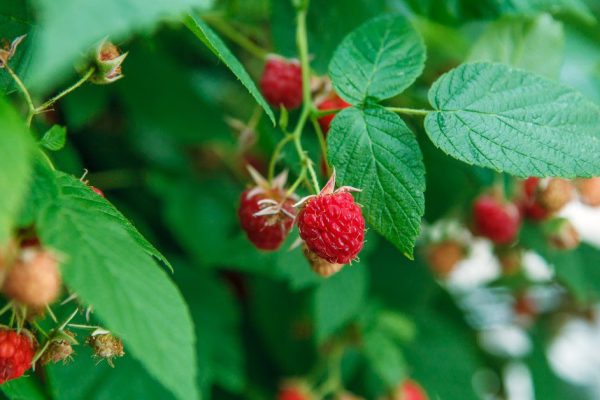 Как ухаживать за кустами малины весной