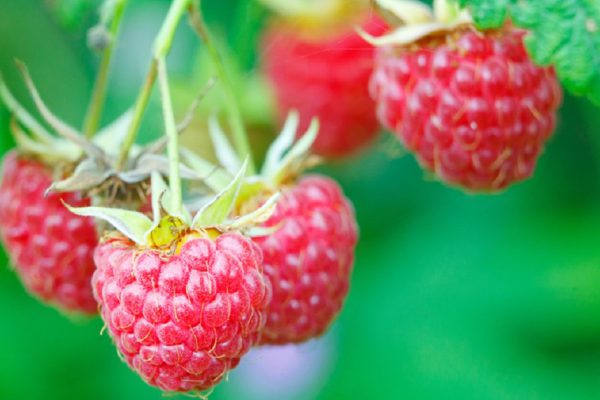 Branch with two raspberries