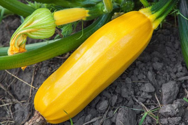 На грядке какой-то карнавал, кабачки и огурцы скрюченные и больше напоминают груши, не знаю, как быть