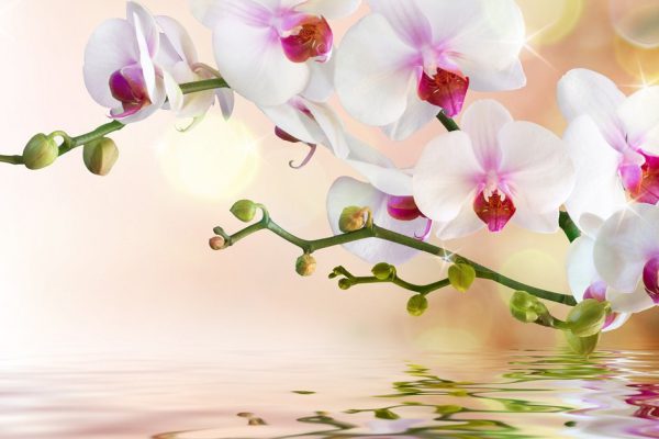 Как ухаживать за орхидеями в горшке