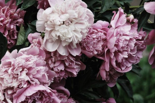 Шесть главных противопоказаний в уходе за пионами