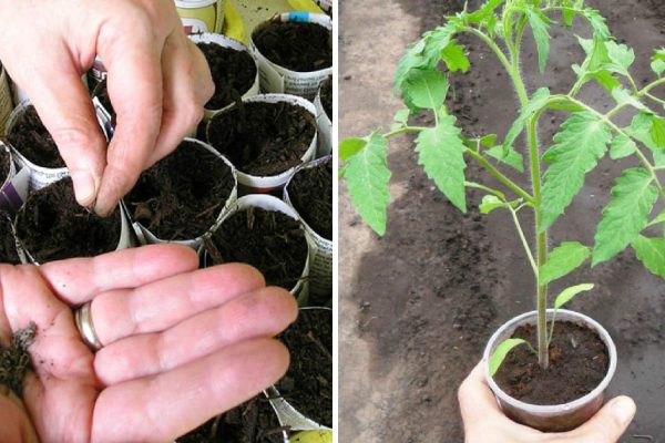 Все опытные хозяйки делают так, прежде чем сеять рассаду