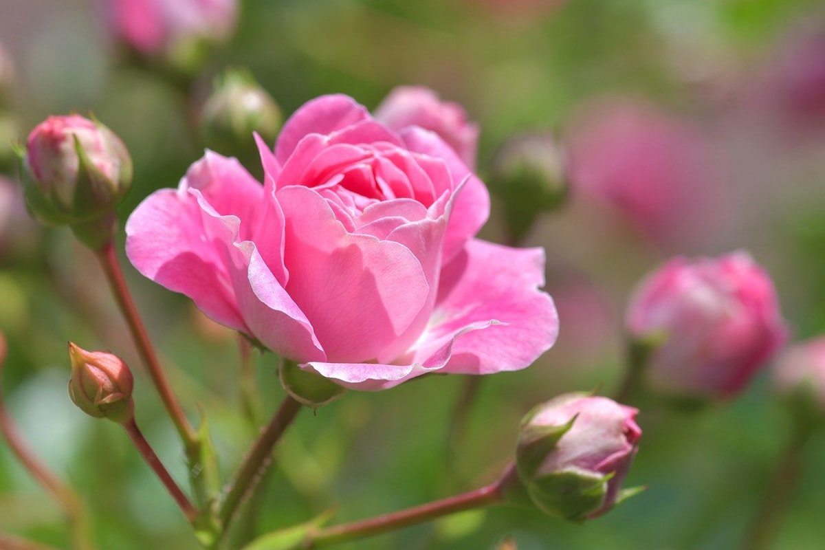 Уход за розами в августе и как добиться пышного цветения