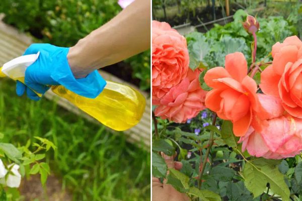 Чтобы омолодить розовый куст, нужно всего лишь пару ложек соды. Показываю, как правильно всё сделать.