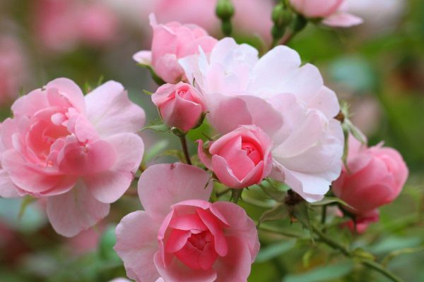 Почему розы не нужно поливать весной