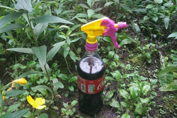 Почему я покупаю «Кока-колу» на дачу литрами, но не разрешаю никому пить