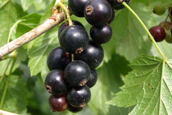 Зачем подкармливать смородину после сбора урожая