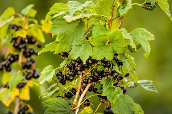 Black and juicy fresh blackcurrant berries growing on the plant.