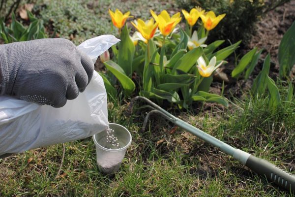 Gardener strews mineral granulated fertilizer from package for fertilizing flowering tulips. Concept of spring care for flower garden.