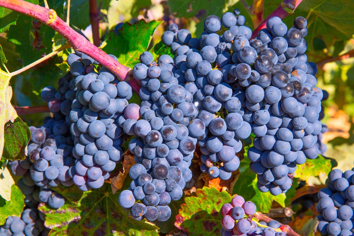 Что сделать с виноградом в июле, чтобы осенью собрать высокий урожай