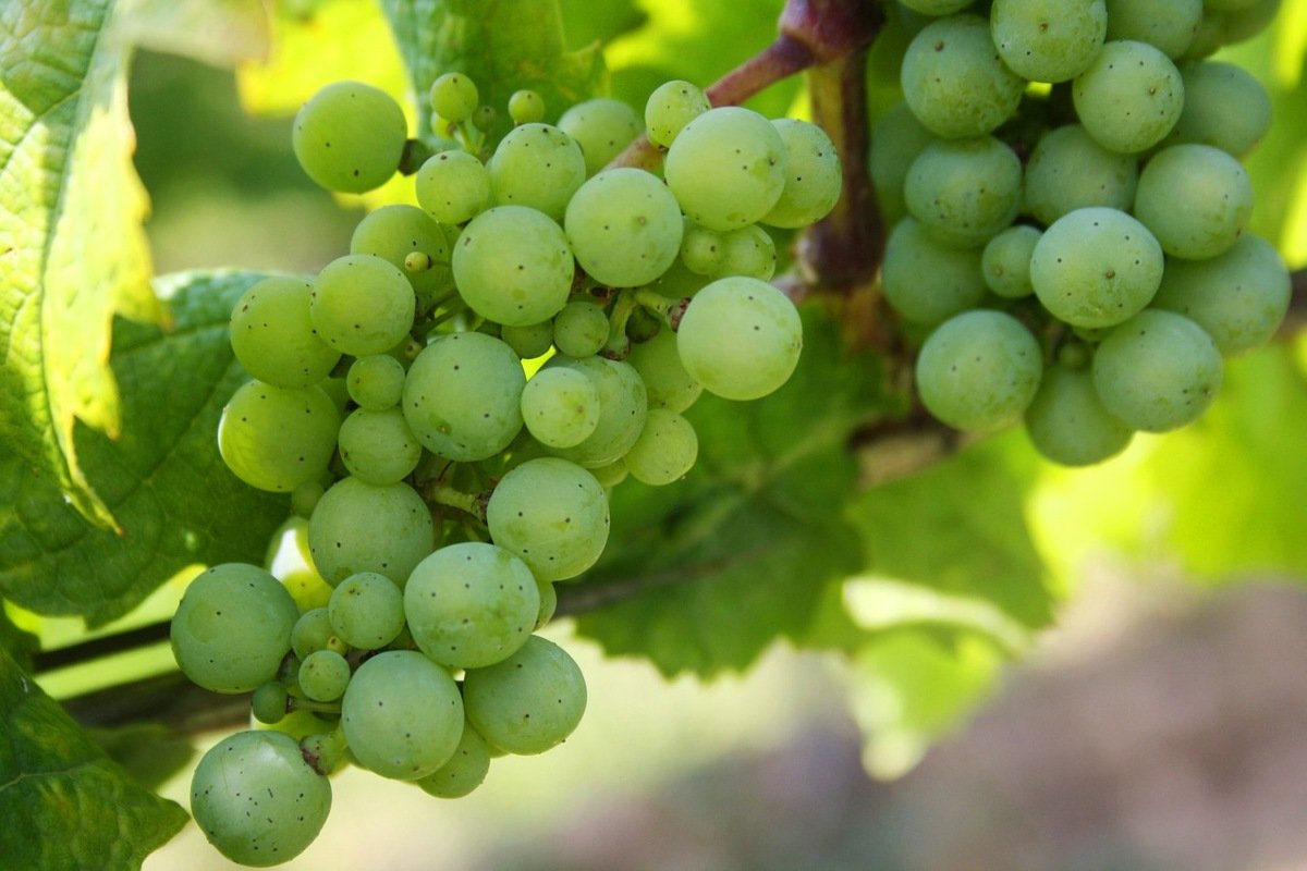 Что сделать с виноградом в июле, чтобы осенью собрать высокий урожай ягоды, проводить, Виноград, будут, всего, гроздья, нужно, виноградом, может, урожай, следует, виноград, стоит, грибком, хороший, виноградных, обработку, пасынками, воздуха, InstagramA